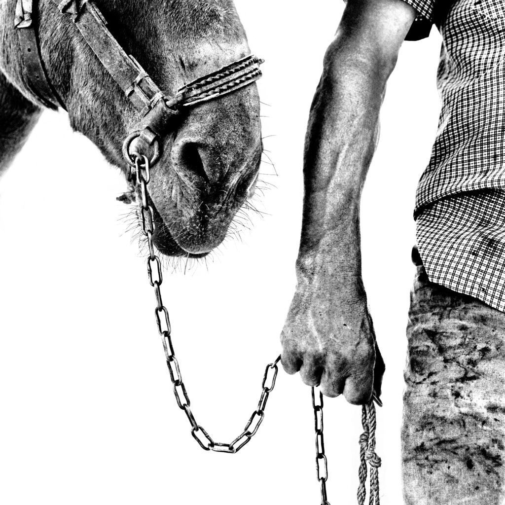 @Platon: Donkey and Man aus der Serie "Coming home: Greece"